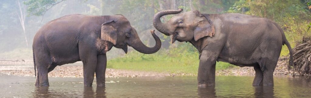 Dudhwa A Thrilling Tour