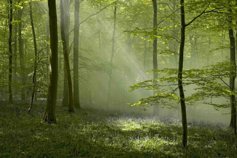 Planning For dudhwa national park