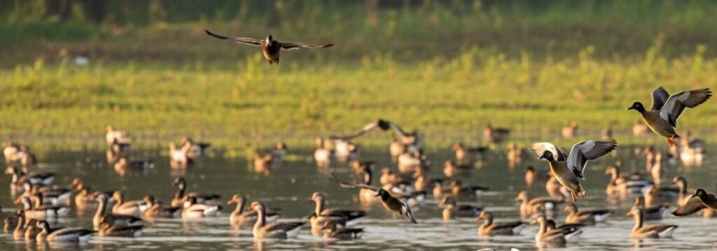 Dudhwa is the Birdwatcher