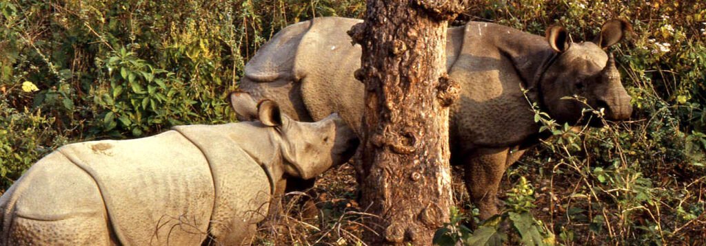 Indian One-Horned Rhinoceros