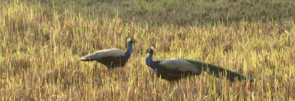 Responsible Birdwatching