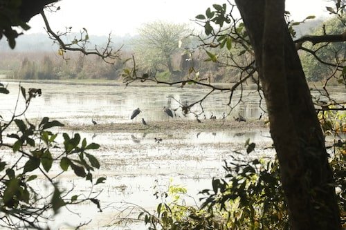 Dudhwa Wildlife Forest