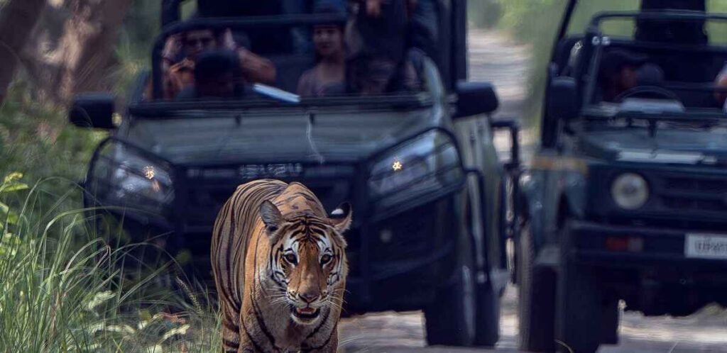 Dudhwa Safari Tour