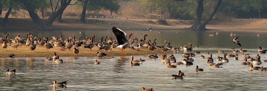 Dudhwa Birdlife