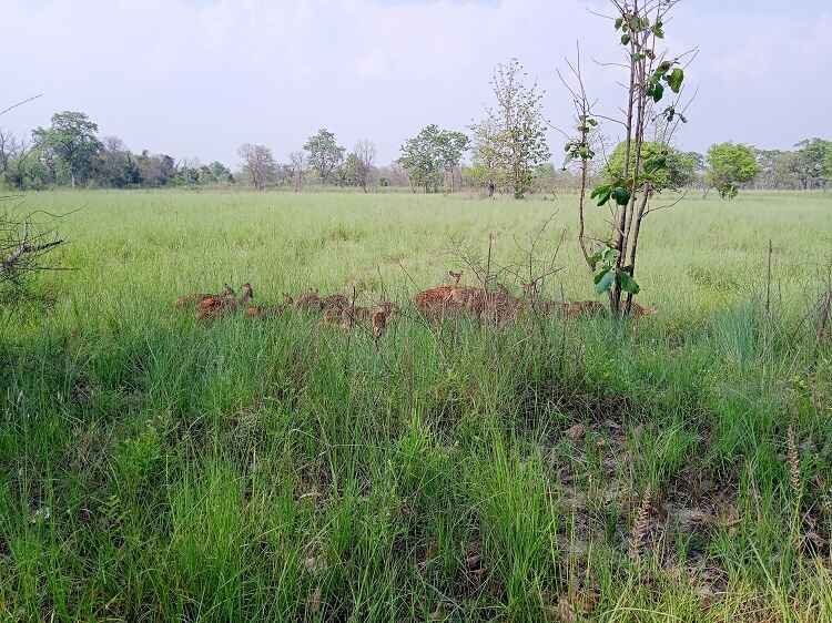 Wildlife of Dudhwa Landscape: Tigers, Rhinos & Rare Species Guide