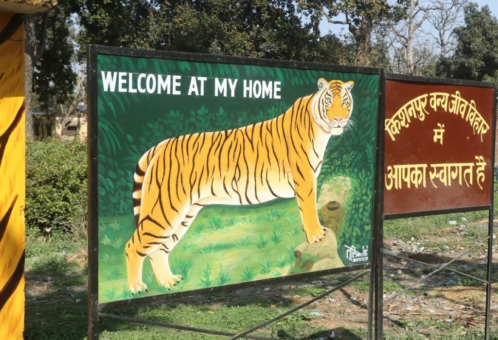 kishanpur tiger sighting