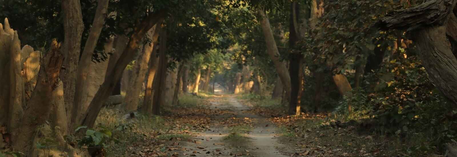 Dudhwa National Park Flora and Fauna