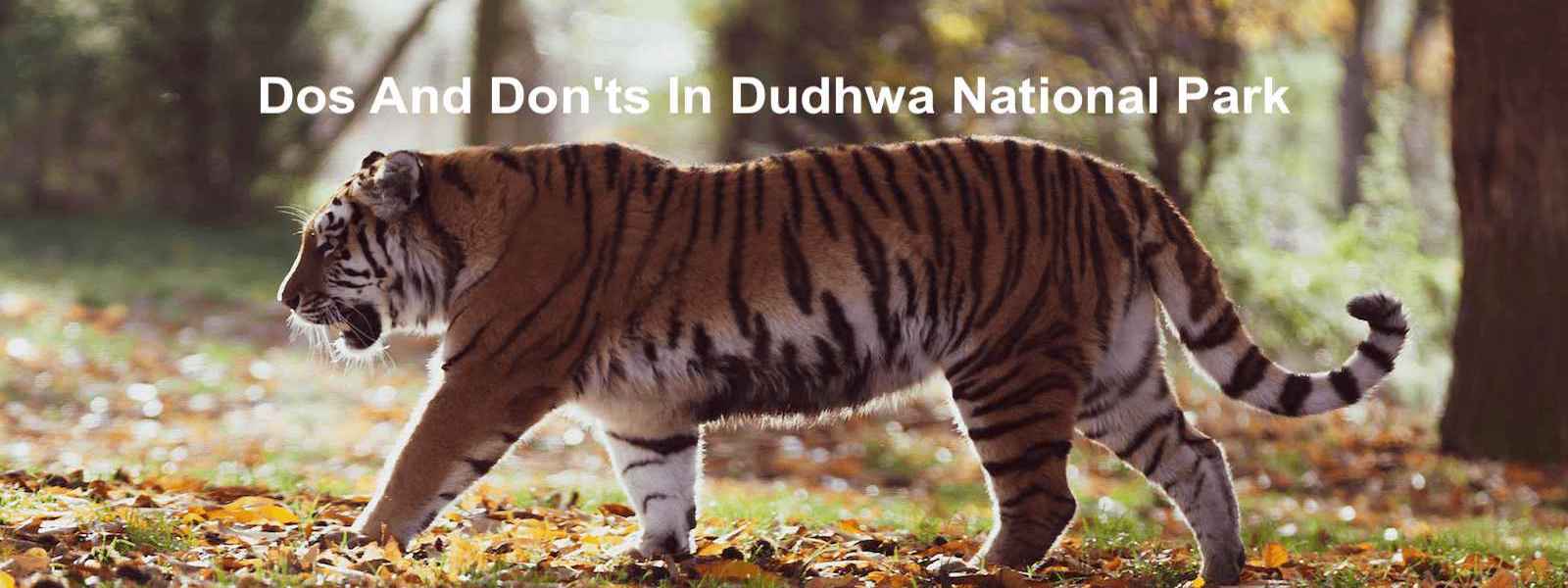 Dudhwa National Park Does & Don't