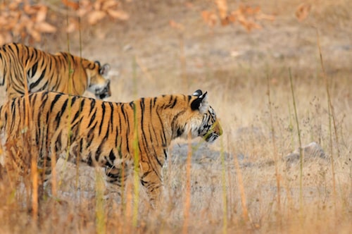 tiger in dudhwa