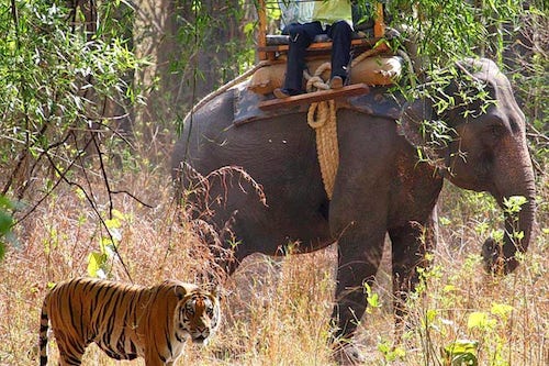 elephant jungle safar in dudhwa national park