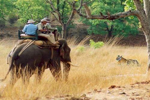 elephant safari dudhwa forest