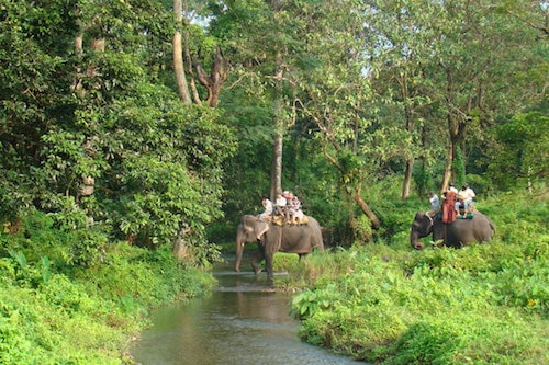 elephant safari dudhwa tiger reserve