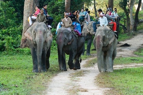 elephant safari dudhwa