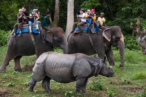 elephant safari in dudhwa national park