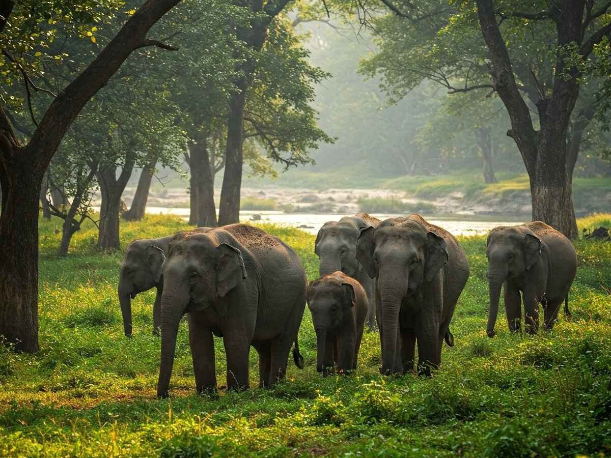 Dudhwa image 10
