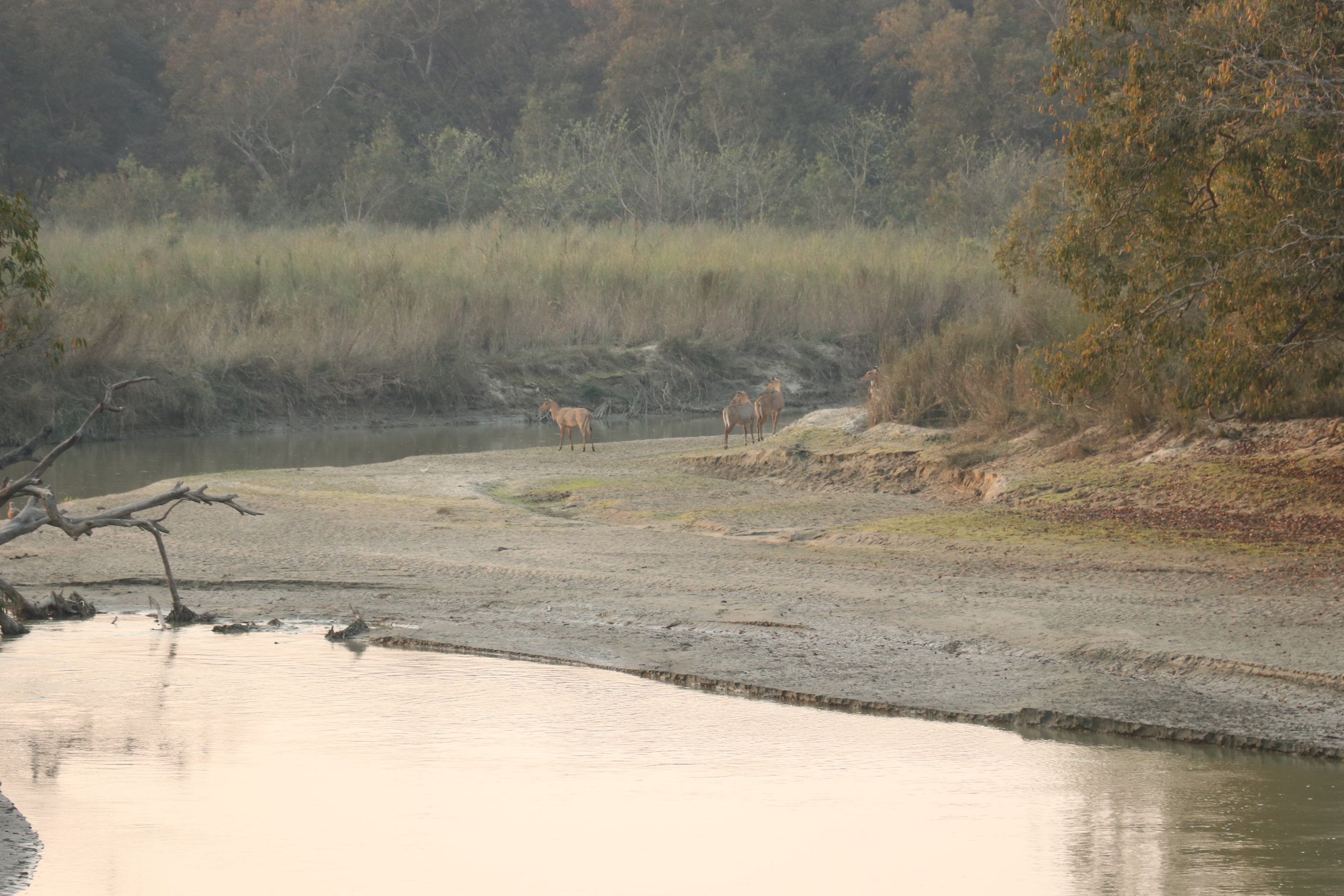 Dudhwa Wildlife Sanctuary Photo 4