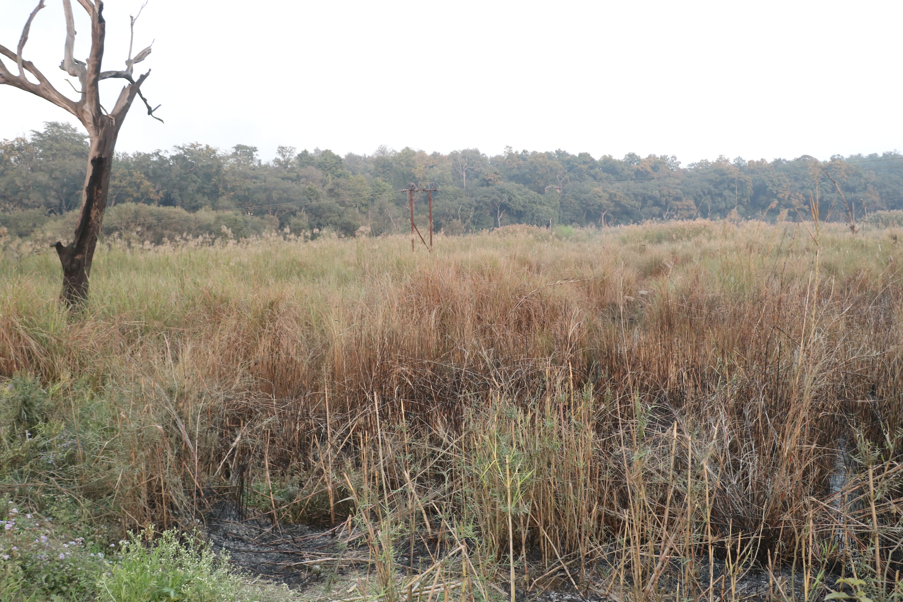 Dudhwa Wildlife Sanctuary Photo 5