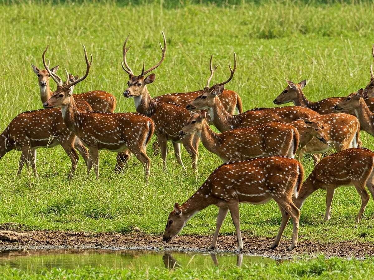 Dudhwa image 5