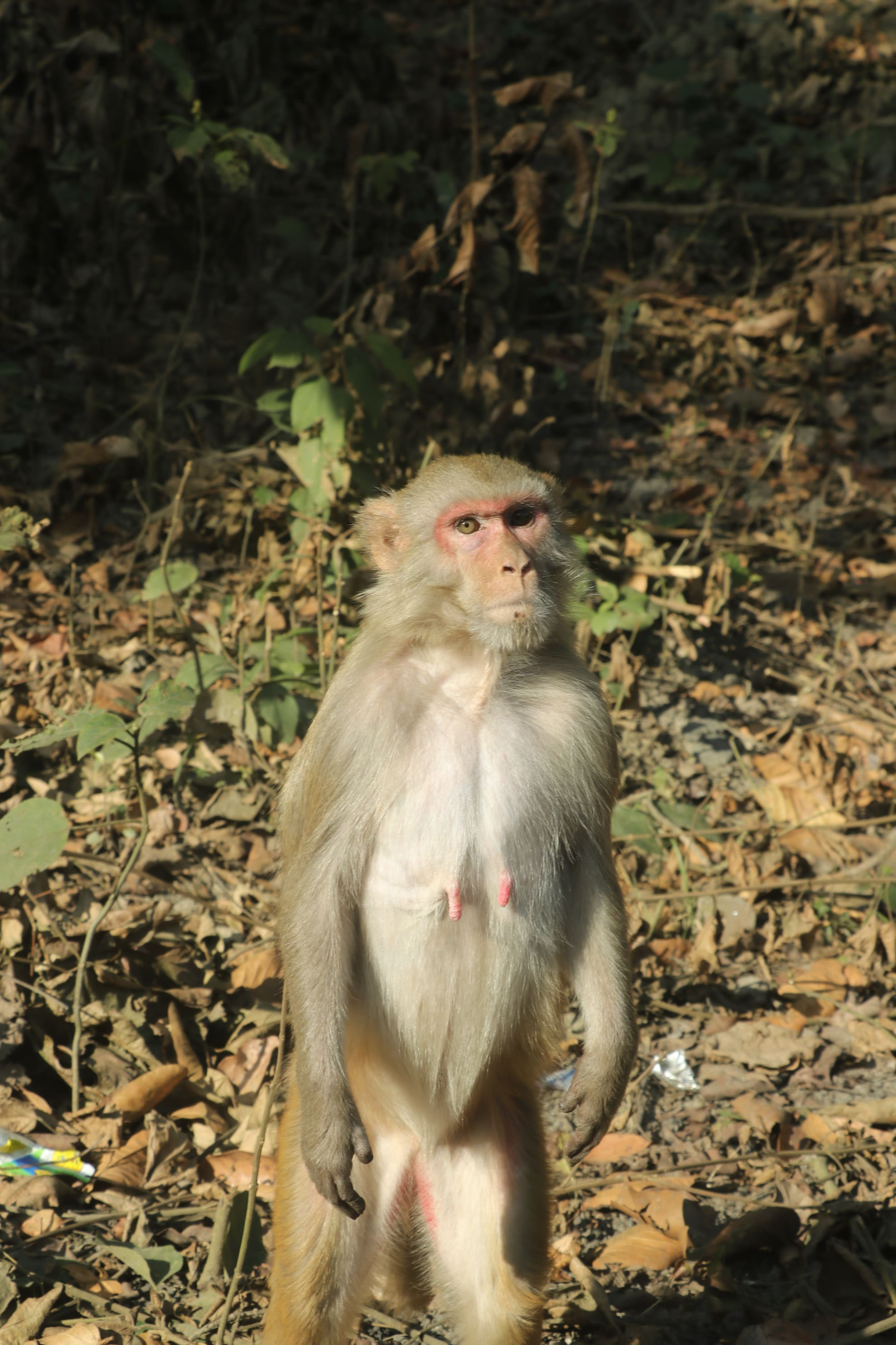 Dudhwa Wildlife Sanctuary Photo 6