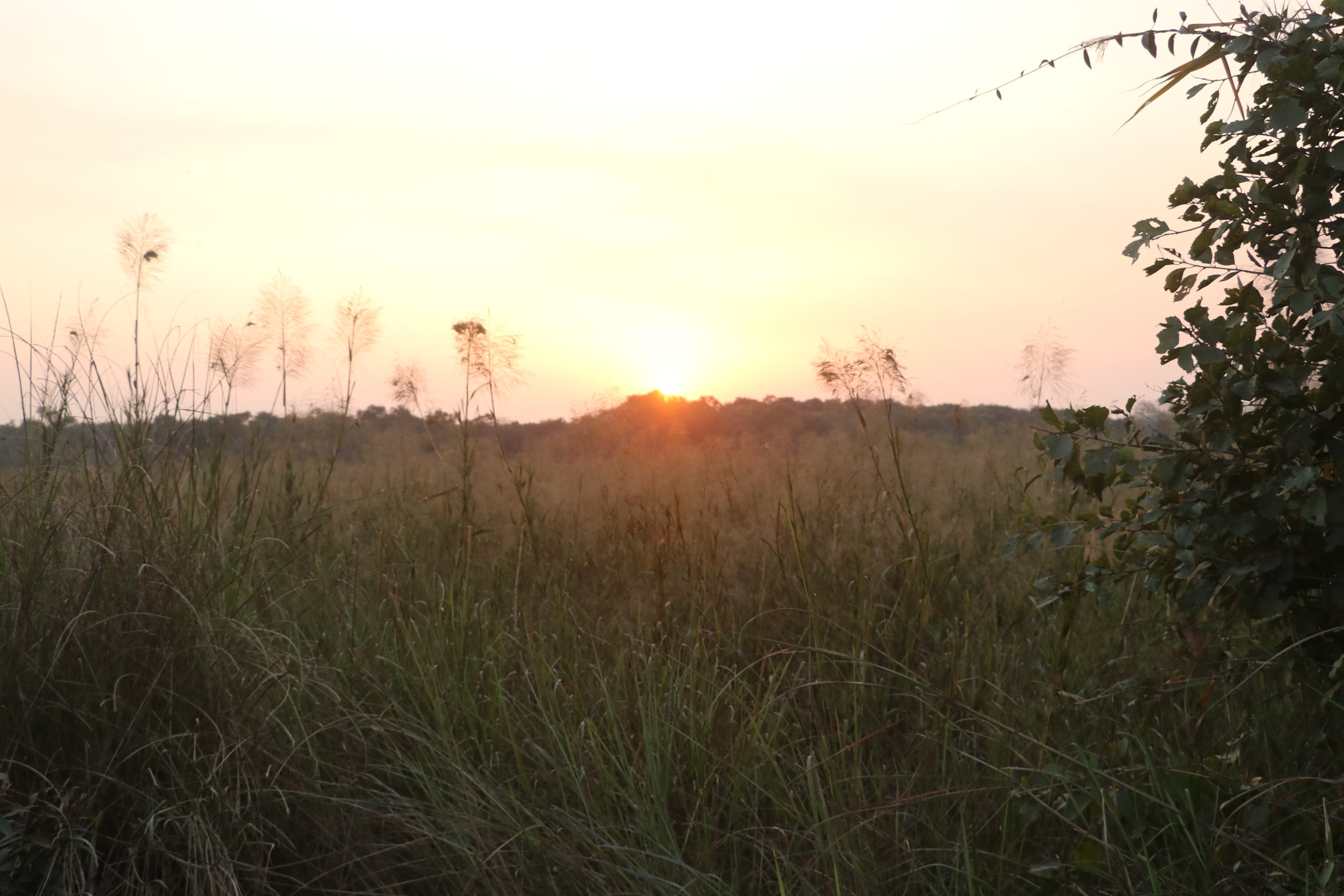 Dudhwa Wildlife Sanctuary Photo 8