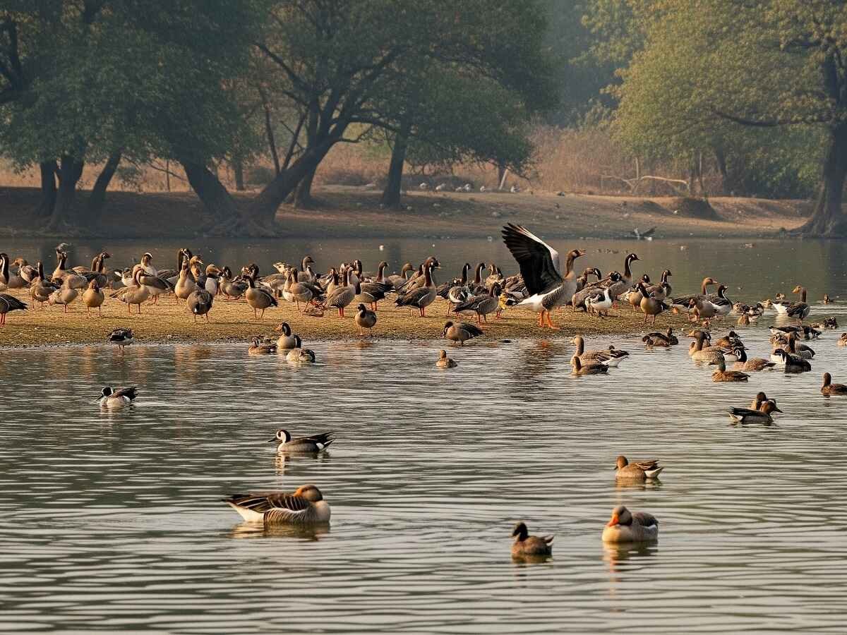 Dudhwa image 8