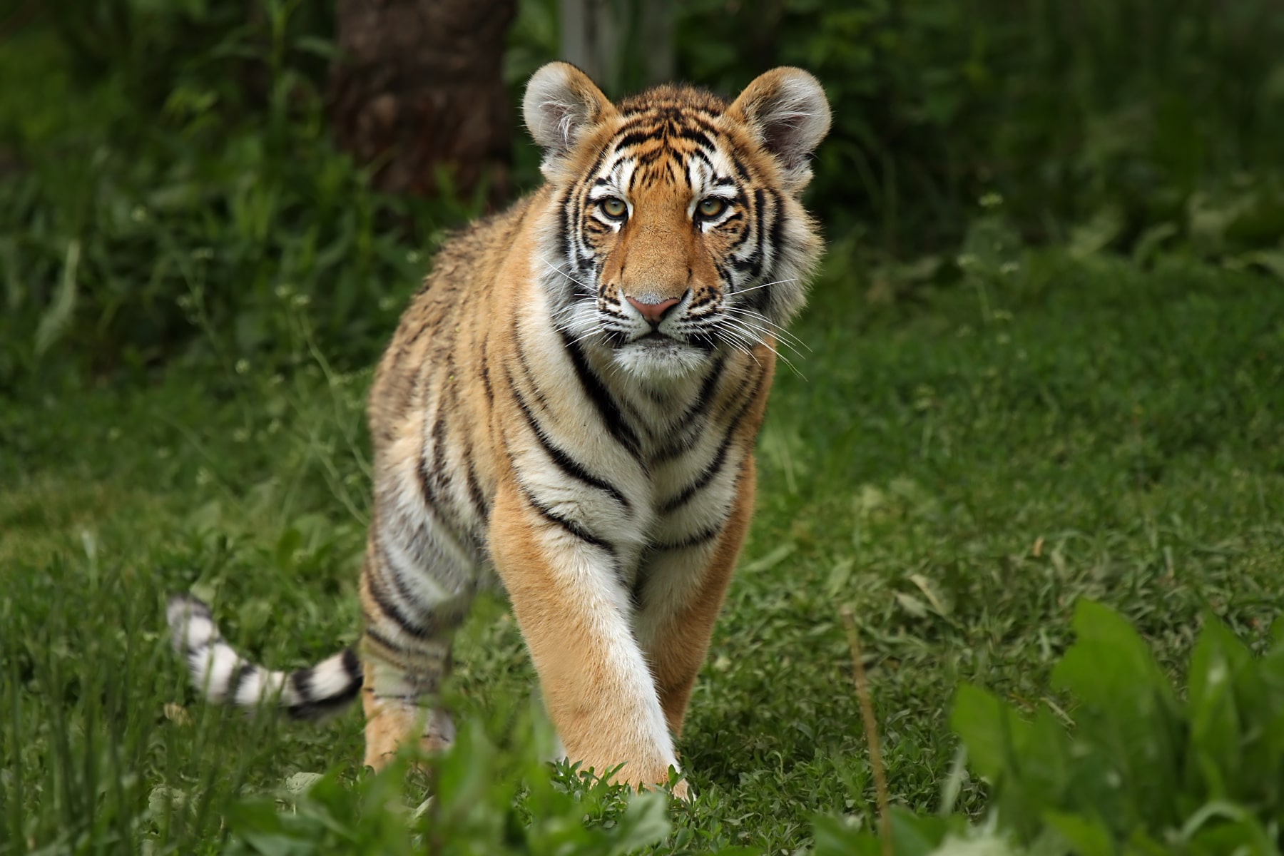 female tiger in dudhwa