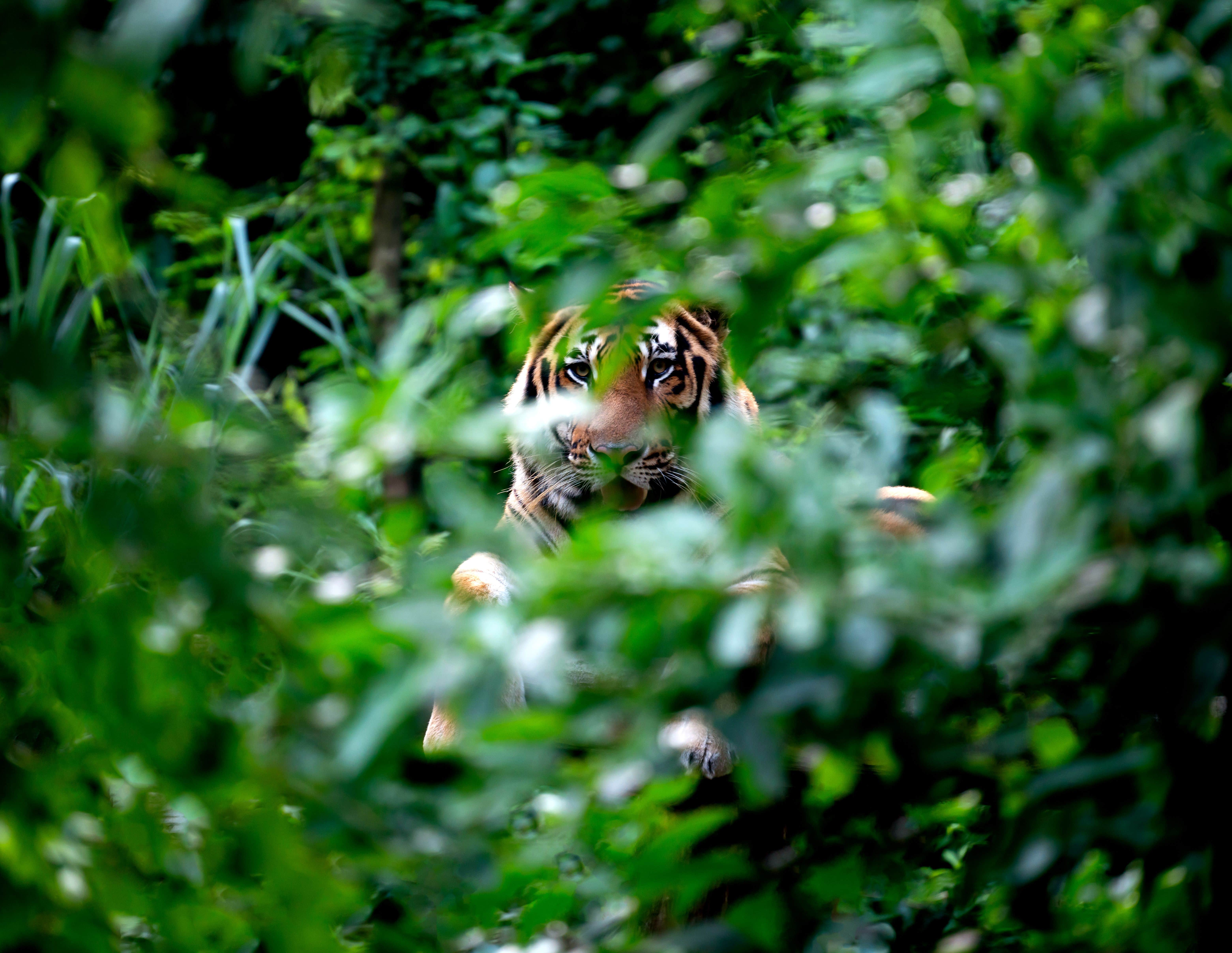 male tiger in dudwa