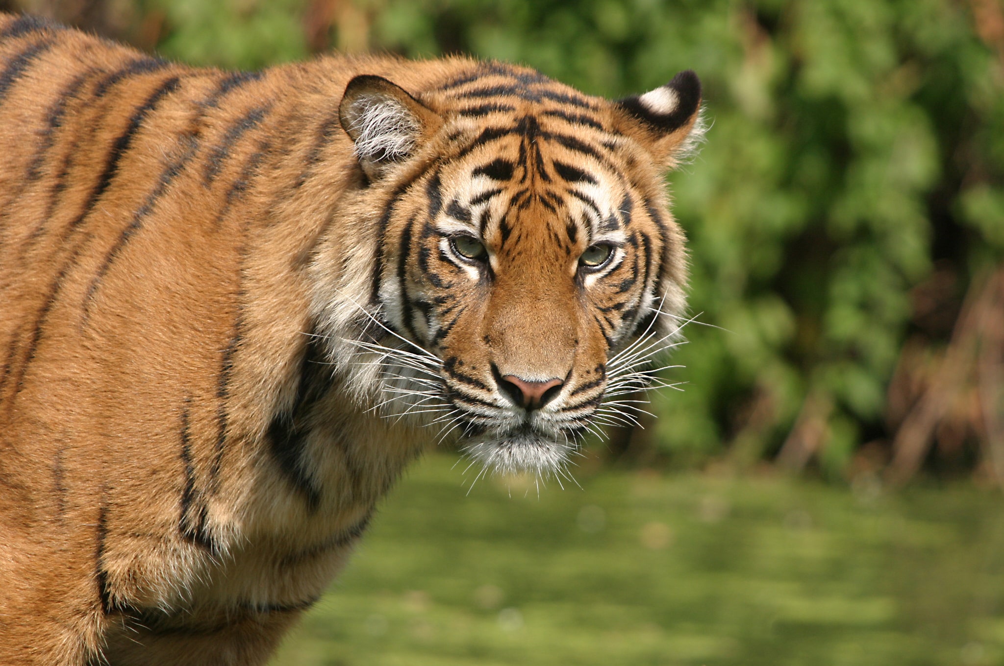tiger in dudhwa national park