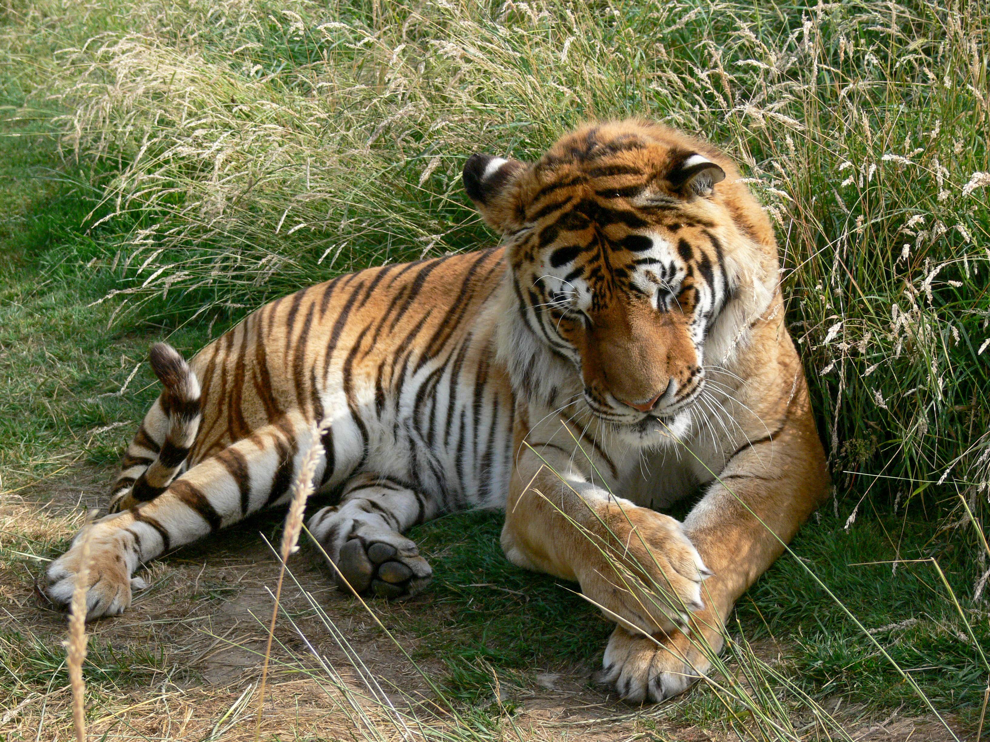 tiger in dudhwa tiger reserve