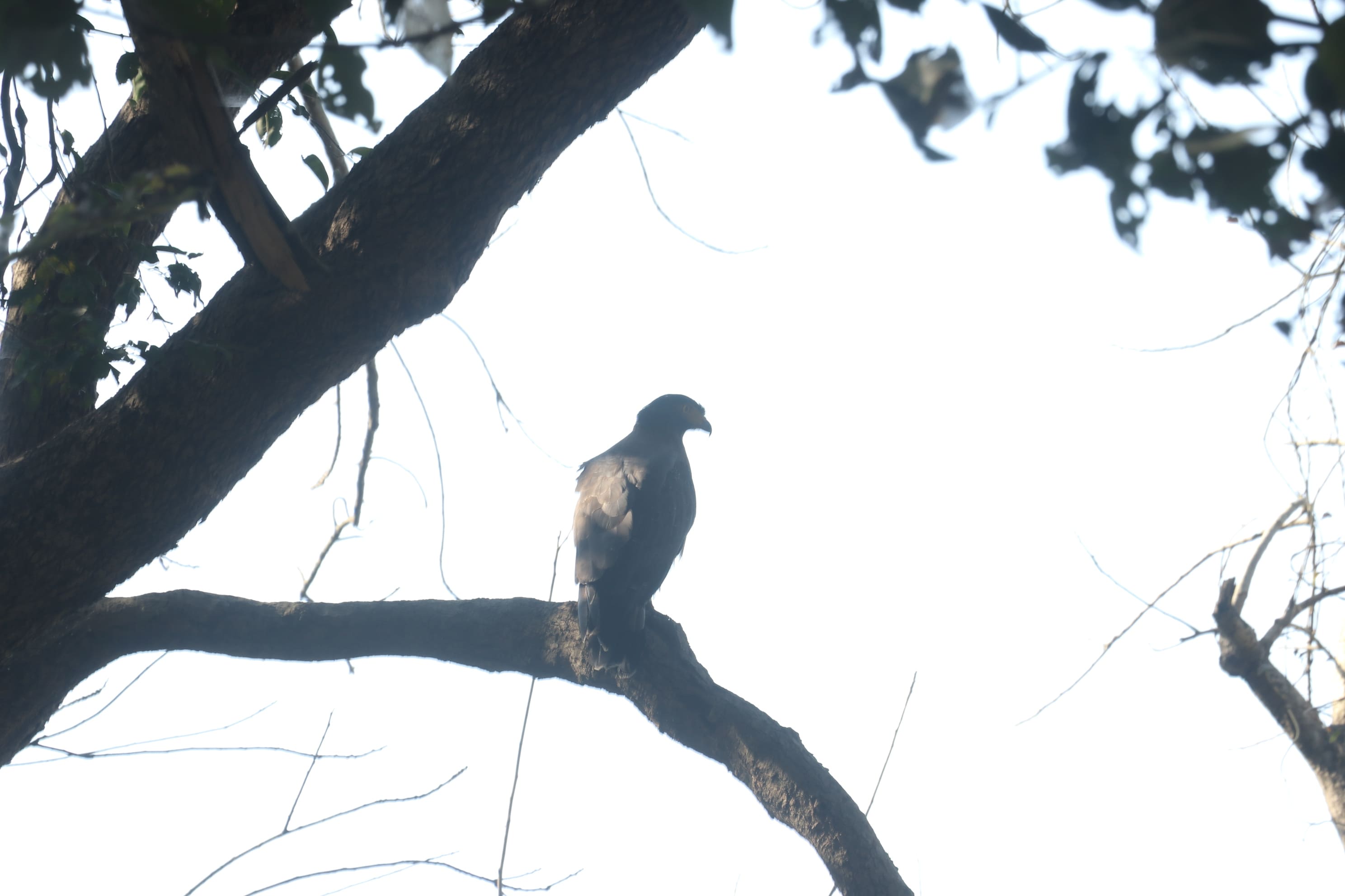 Kishanpur Wildlife Sanctuary Photo 11