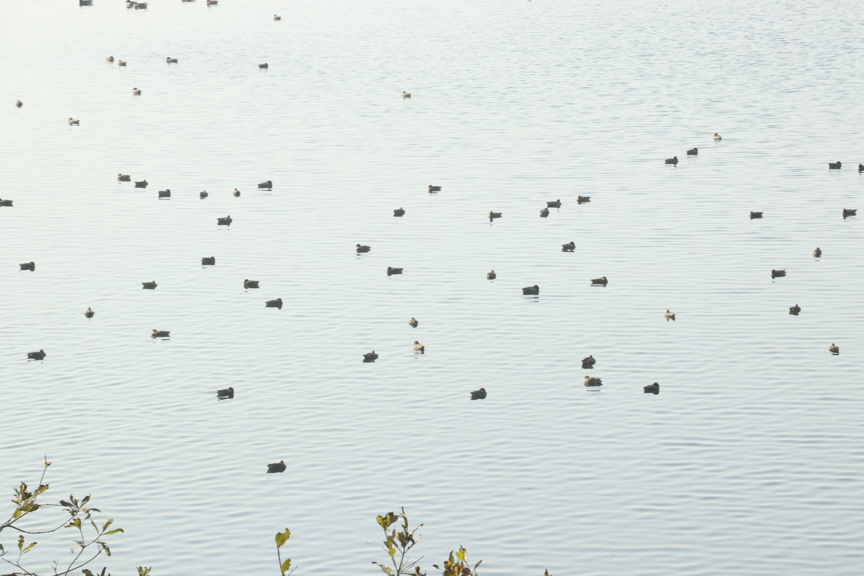 Kishanpur Wildlife Sanctuary Photo 13