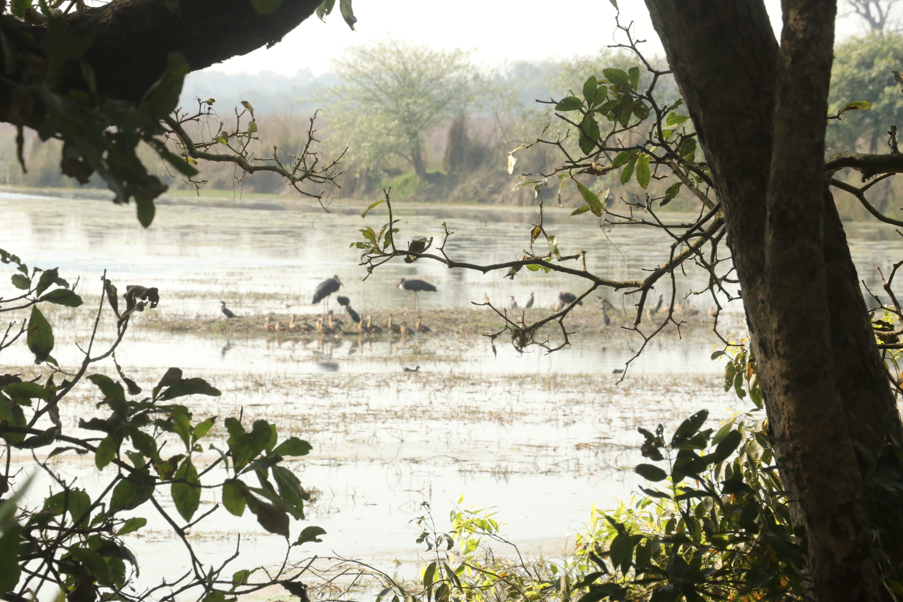 Kishanpur Wildlife Sanctuary Photo 14