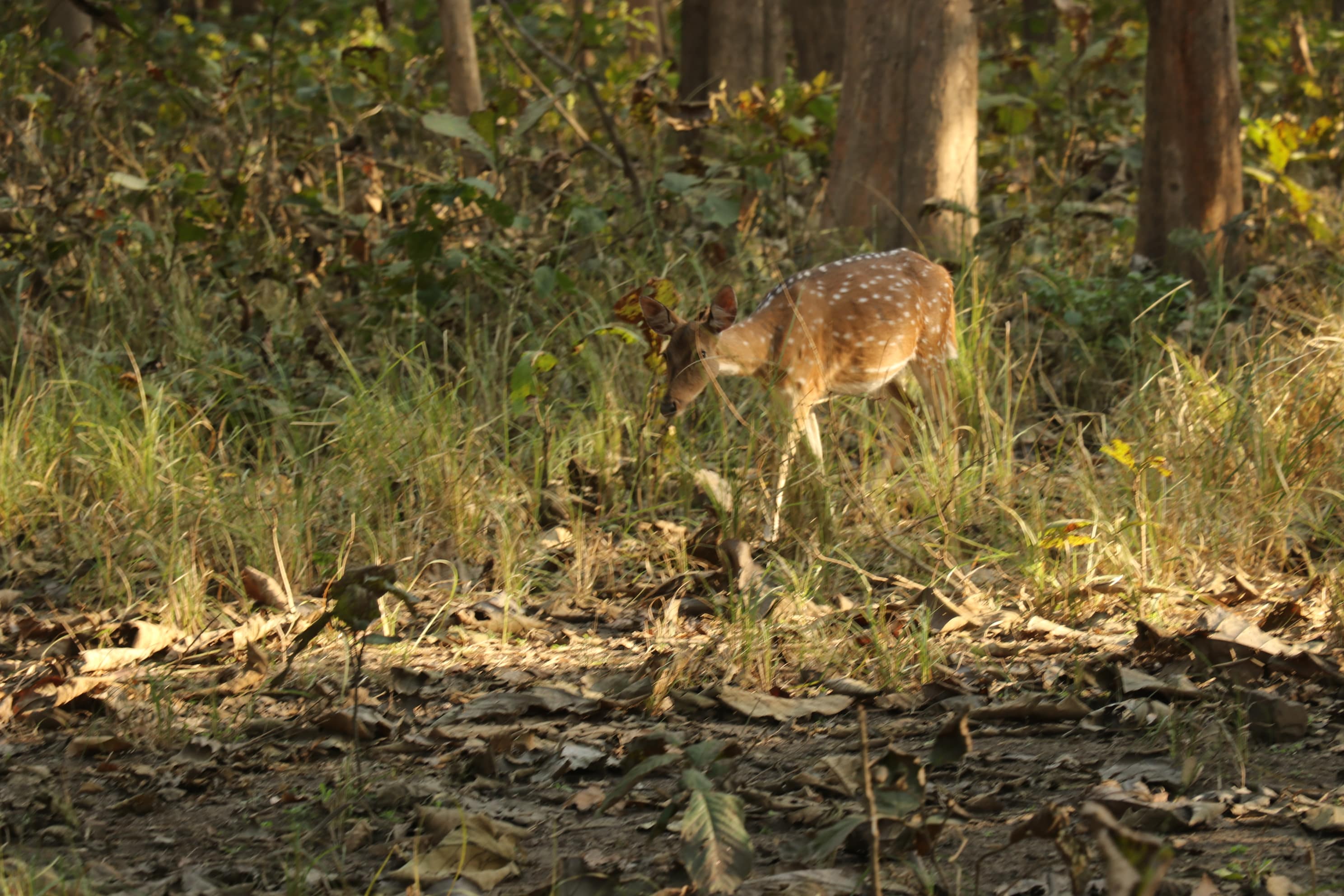 Kishanpur Wildlife Sanctuary Photo 15