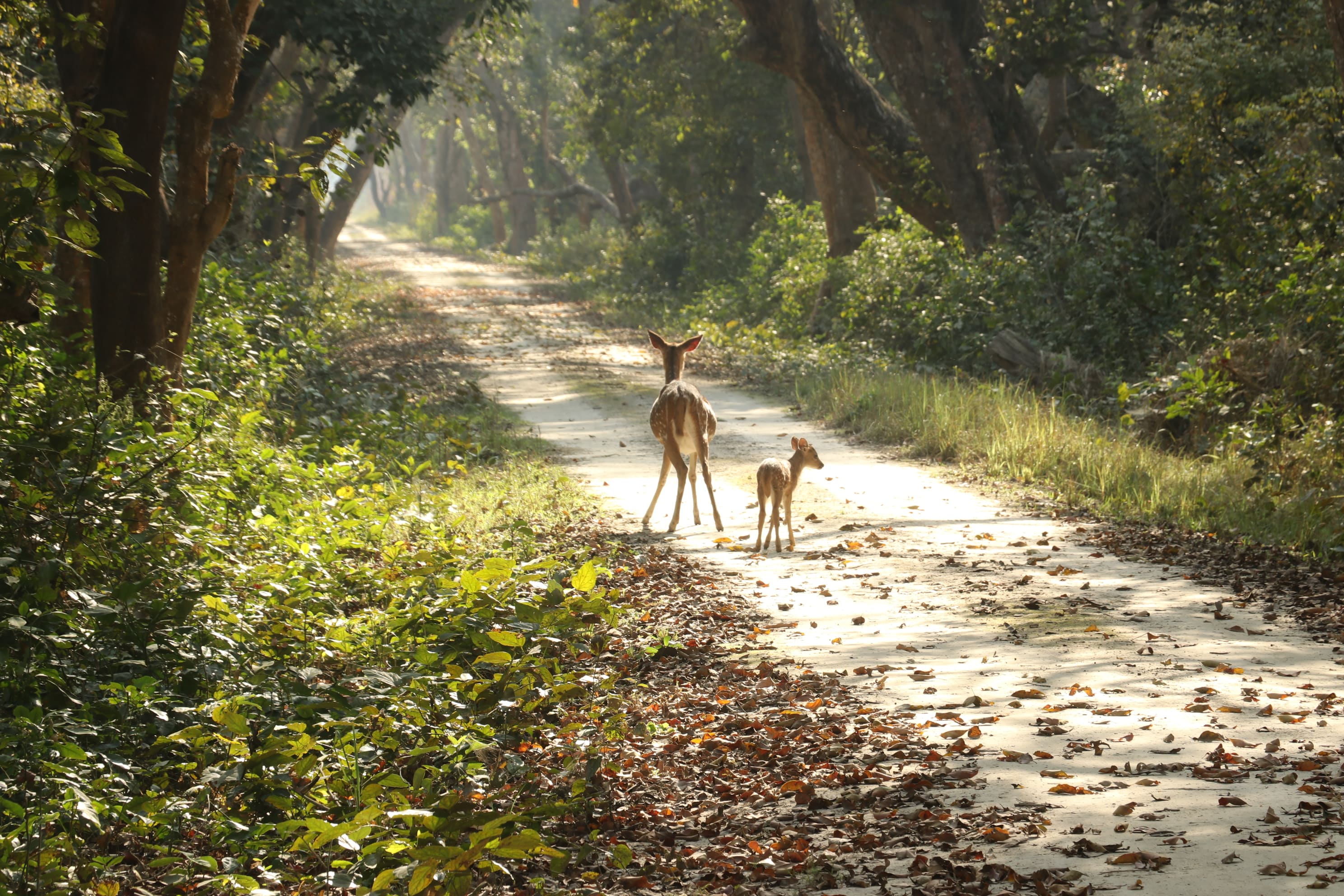 Kishanpur Wildlife Sanctuary Photo 17