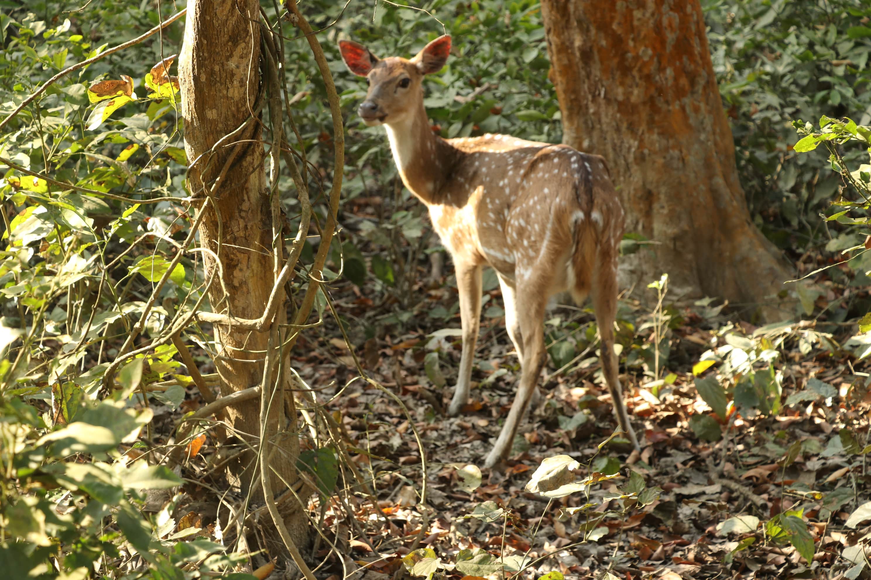 Kishanpur Wildlife Sanctuary Photo 18