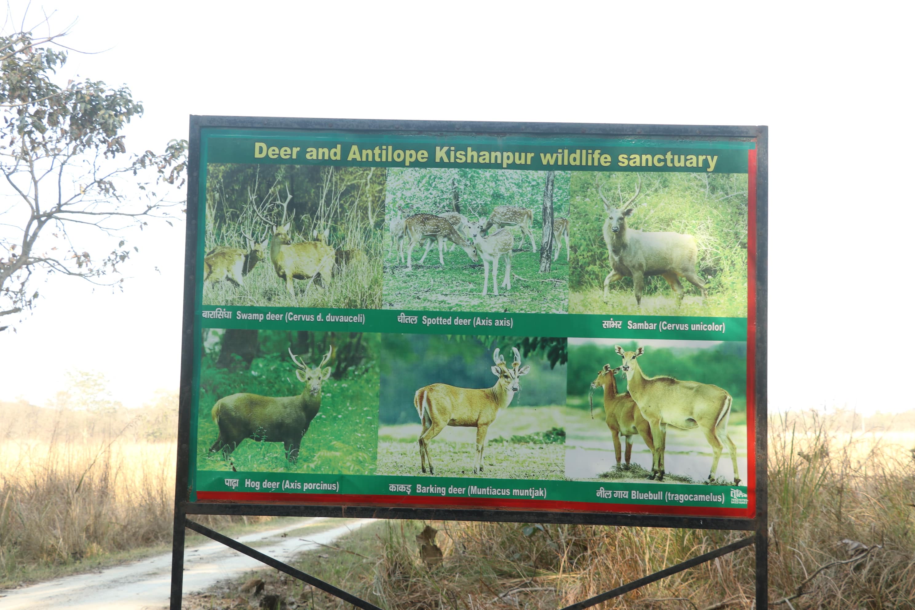 Kishanpur Wildlife Sanctuary Photo 19