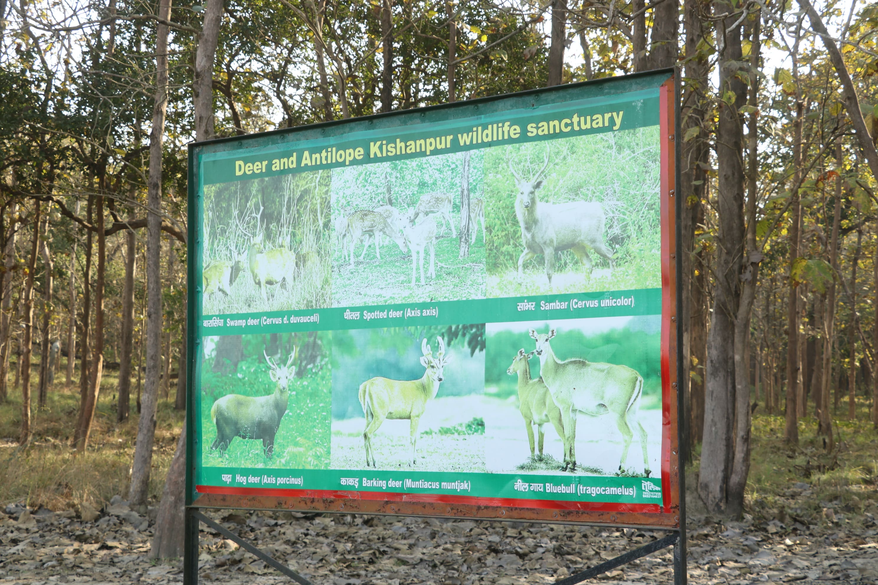 Kishanpur Wildlife Sanctuary Photo 21