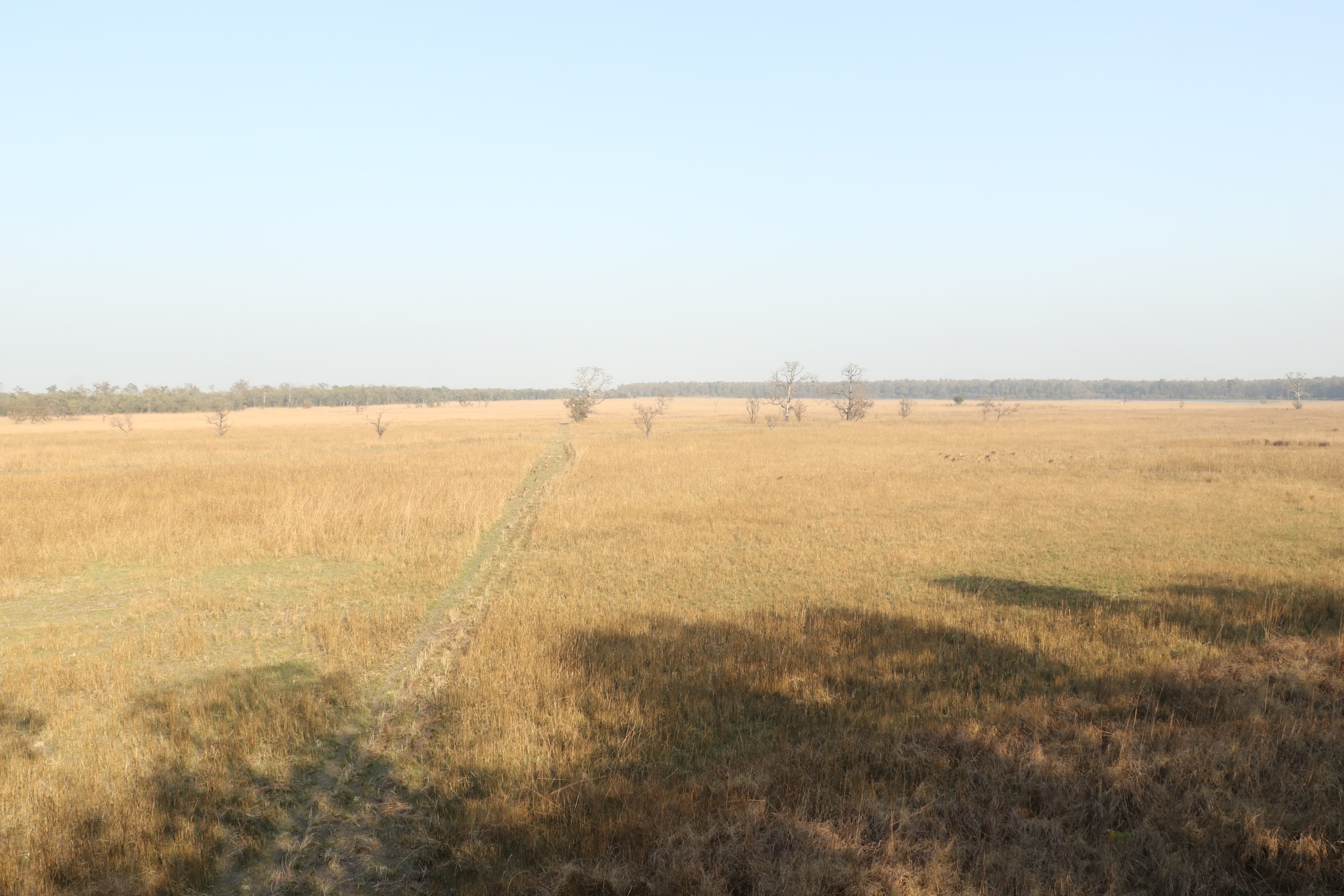 Kishanpur Wildlife Sanctuary Photo 22