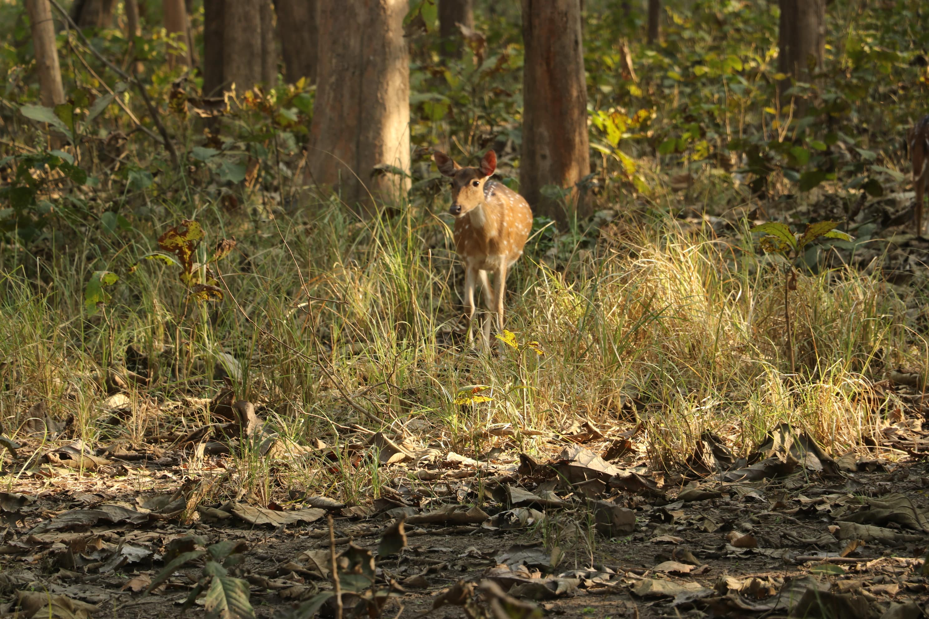 Kishanpur Wildlife Sanctuary Photo 25