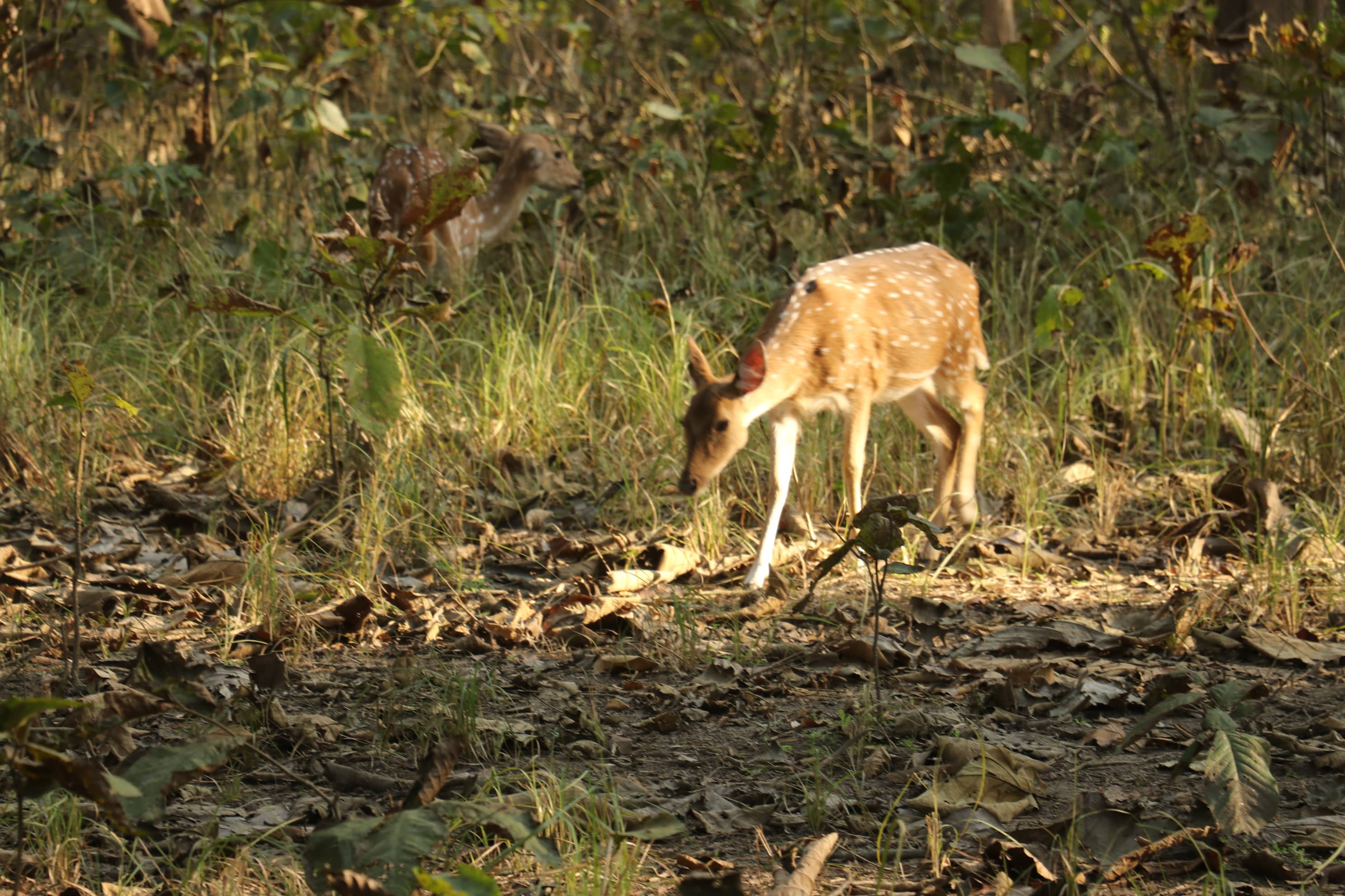 Kishanpur Wildlife Sanctuary Photo 26