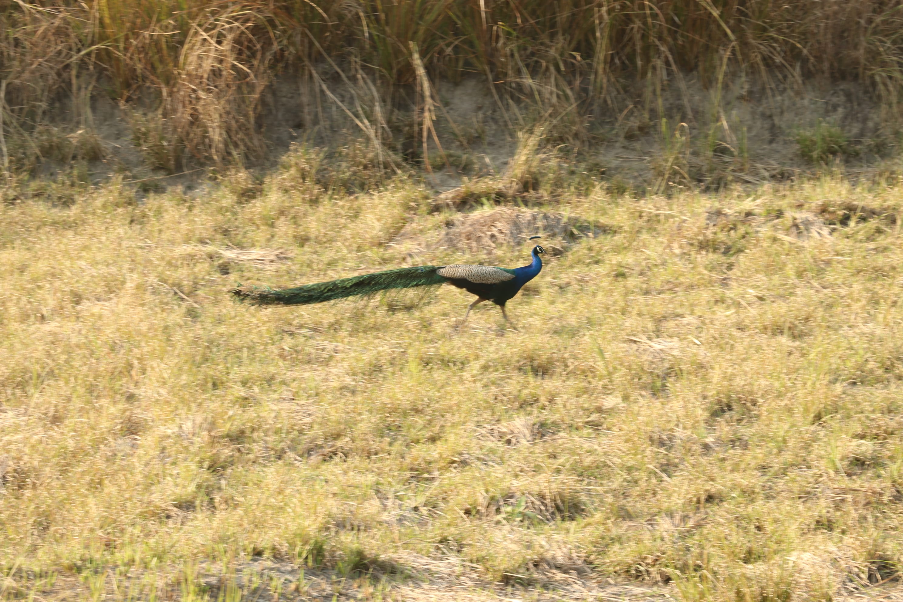 Kishanpur Wildlife Sanctuary Photo 27
