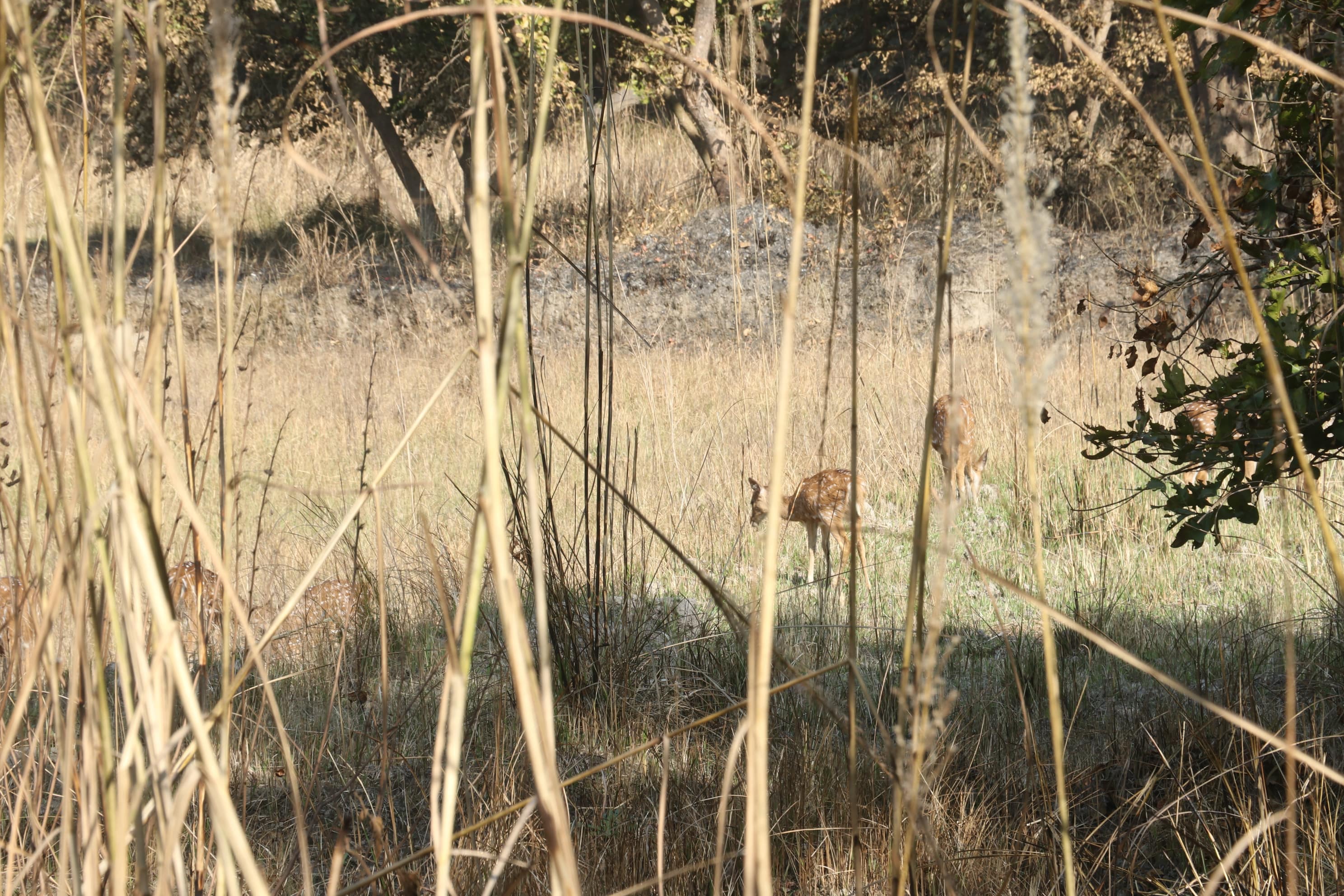Kishanpur Wildlife Sanctuary Photo 3