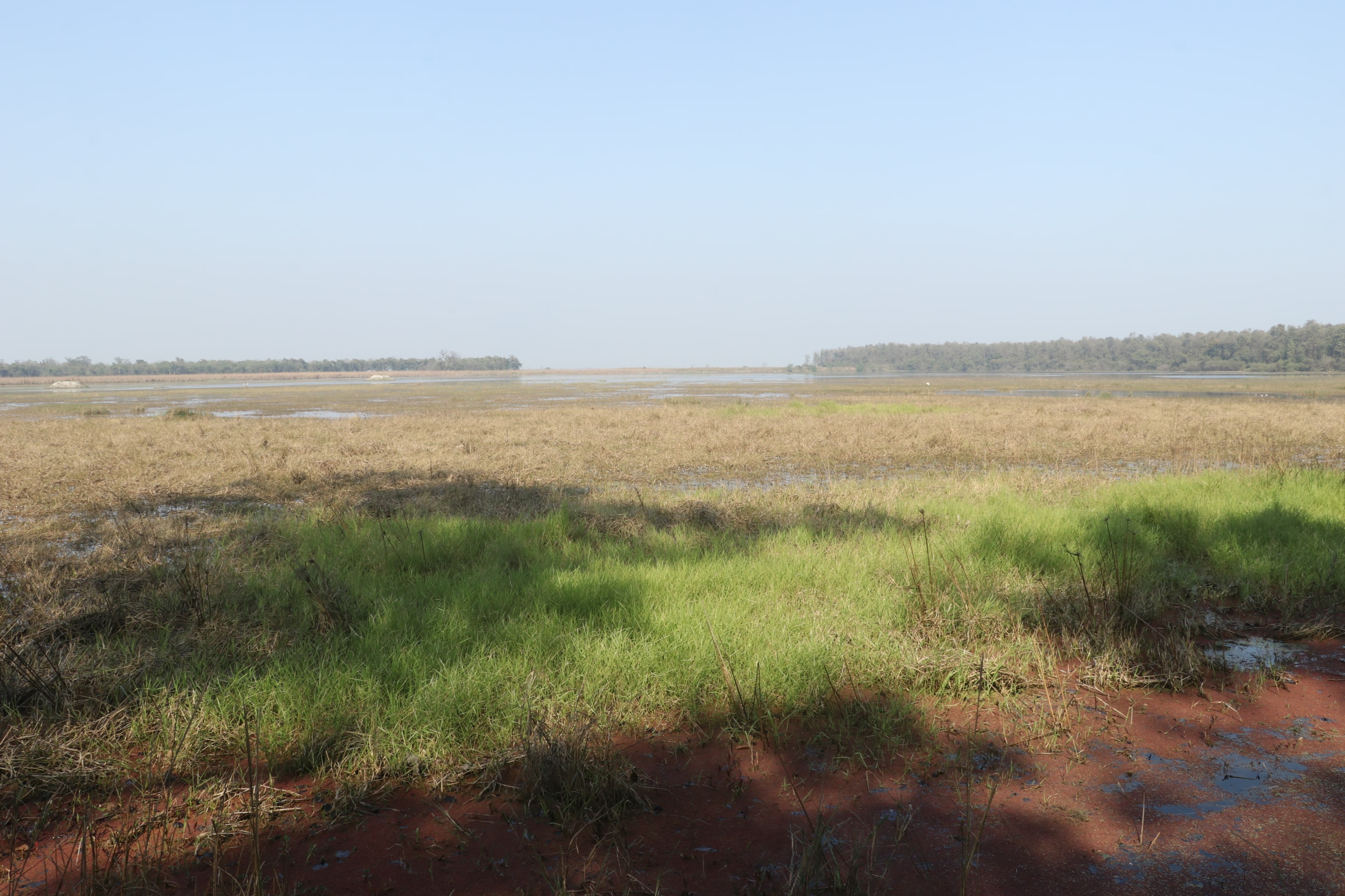 Kishanpur Wildlife Sanctuary Photo 4