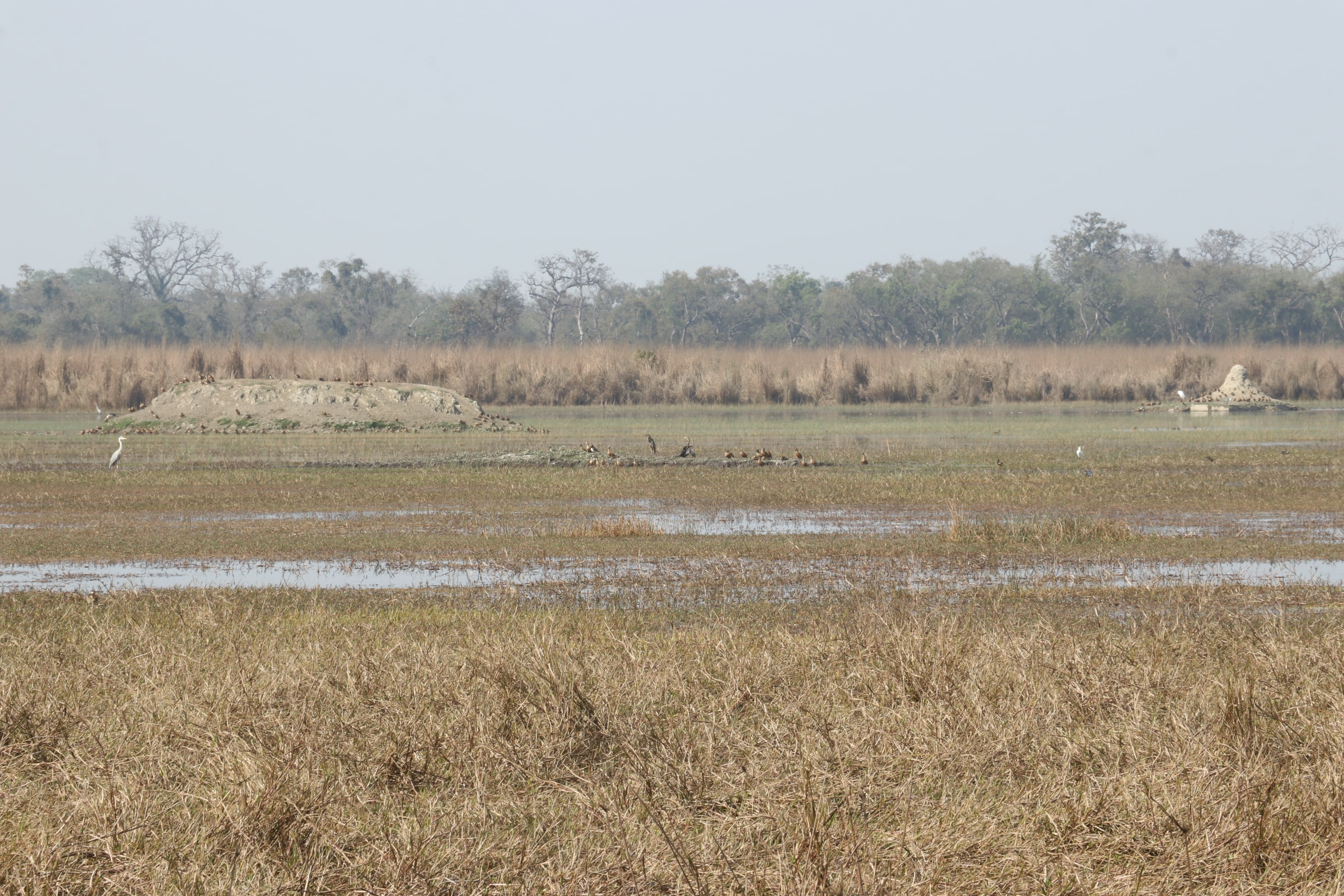 Kishanpur Wildlife Sanctuary Photo 5