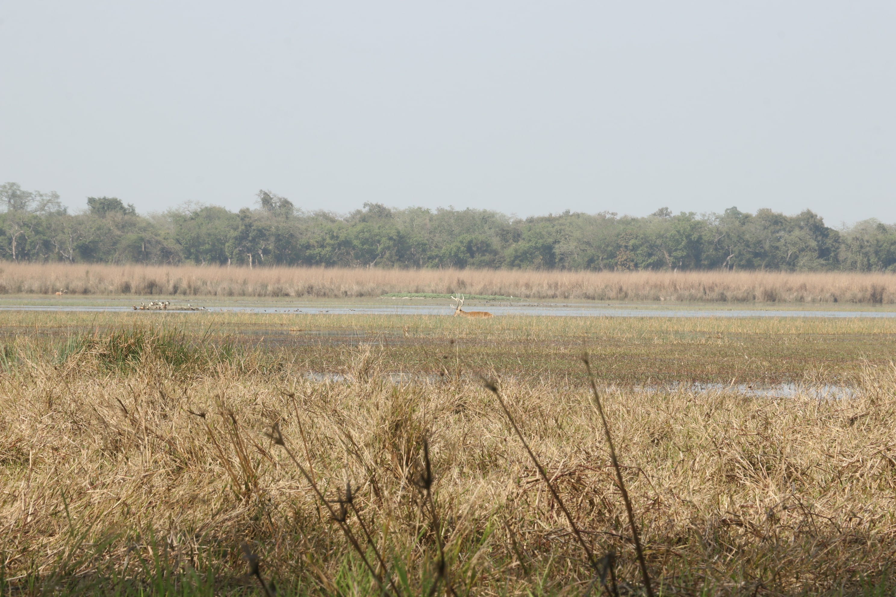 Kishanpur Wildlife Sanctuary Photo 6