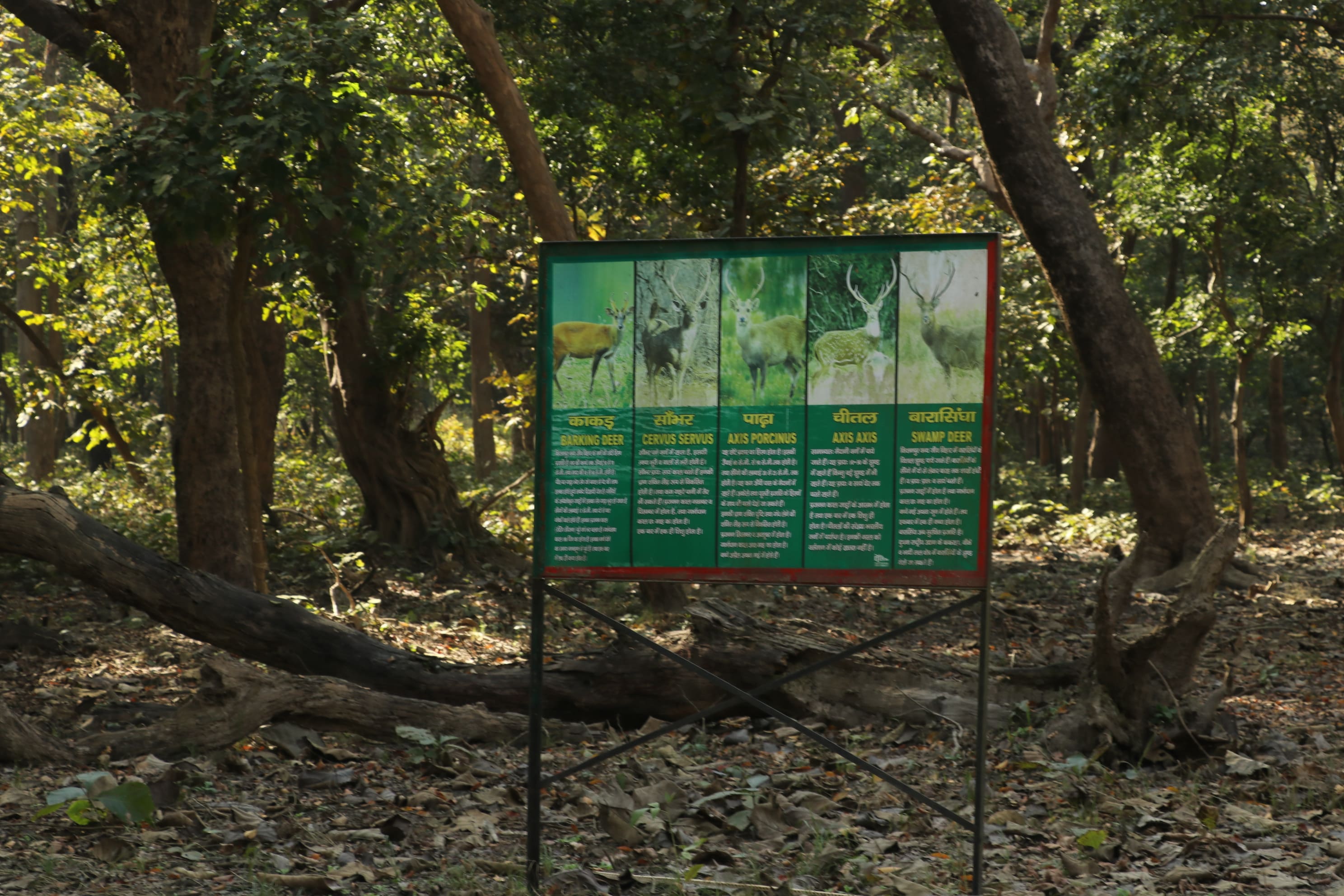 Kishanpur Wildlife Sanctuary Photo 7