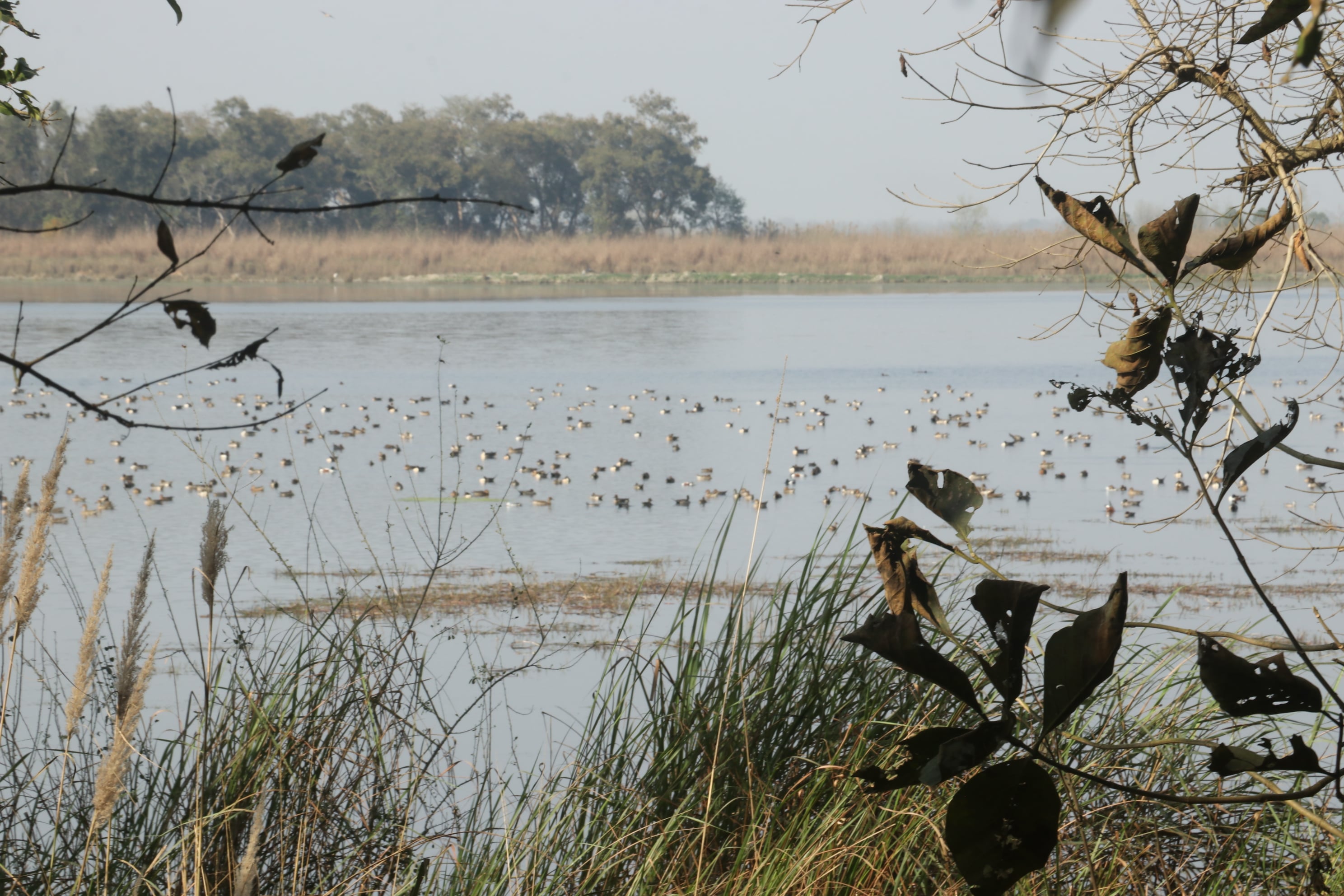 Kishanpur Wildlife Sanctuary Photo 8