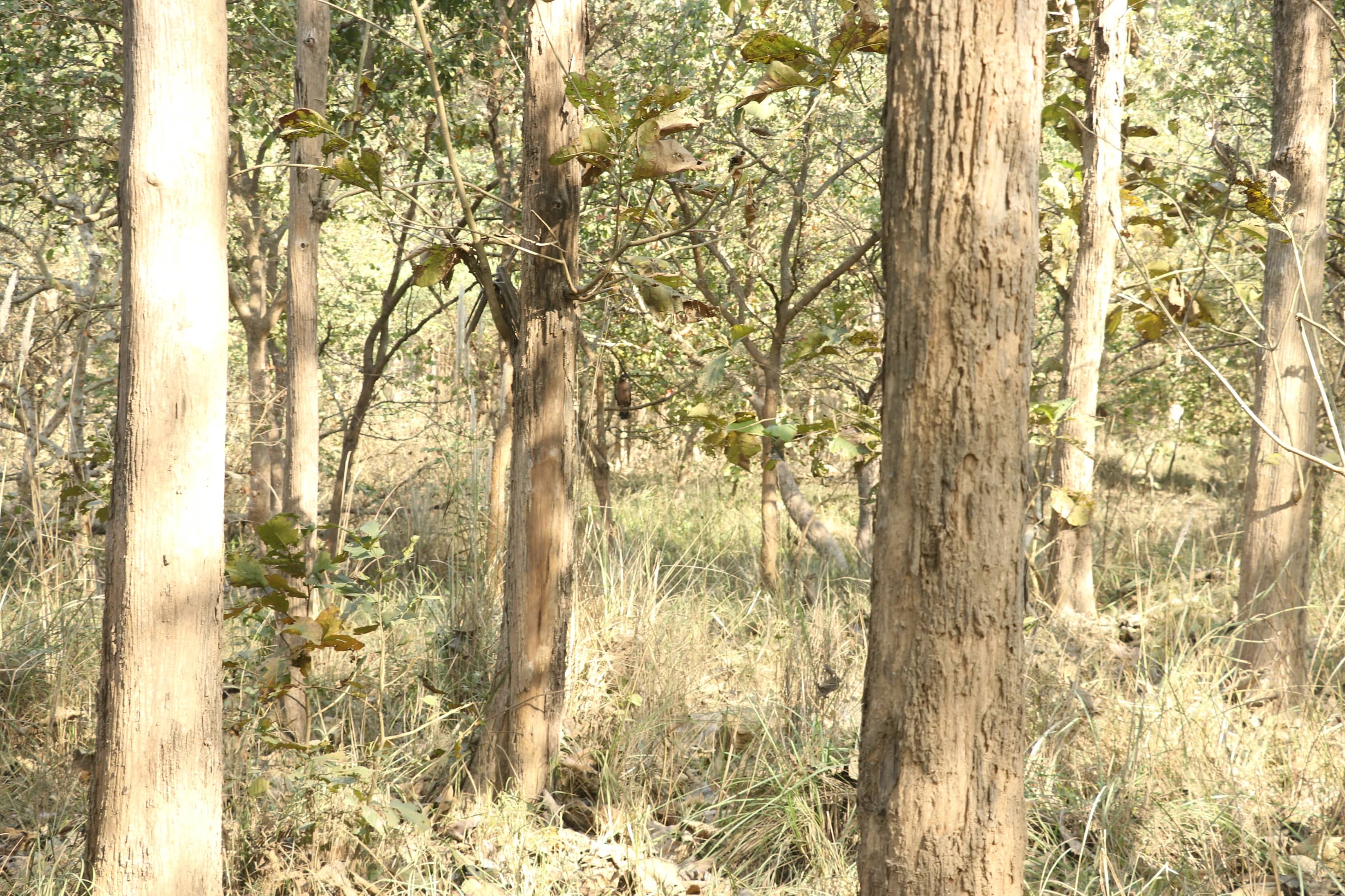 Kishanpur Wildlife Sanctuary Photo 9