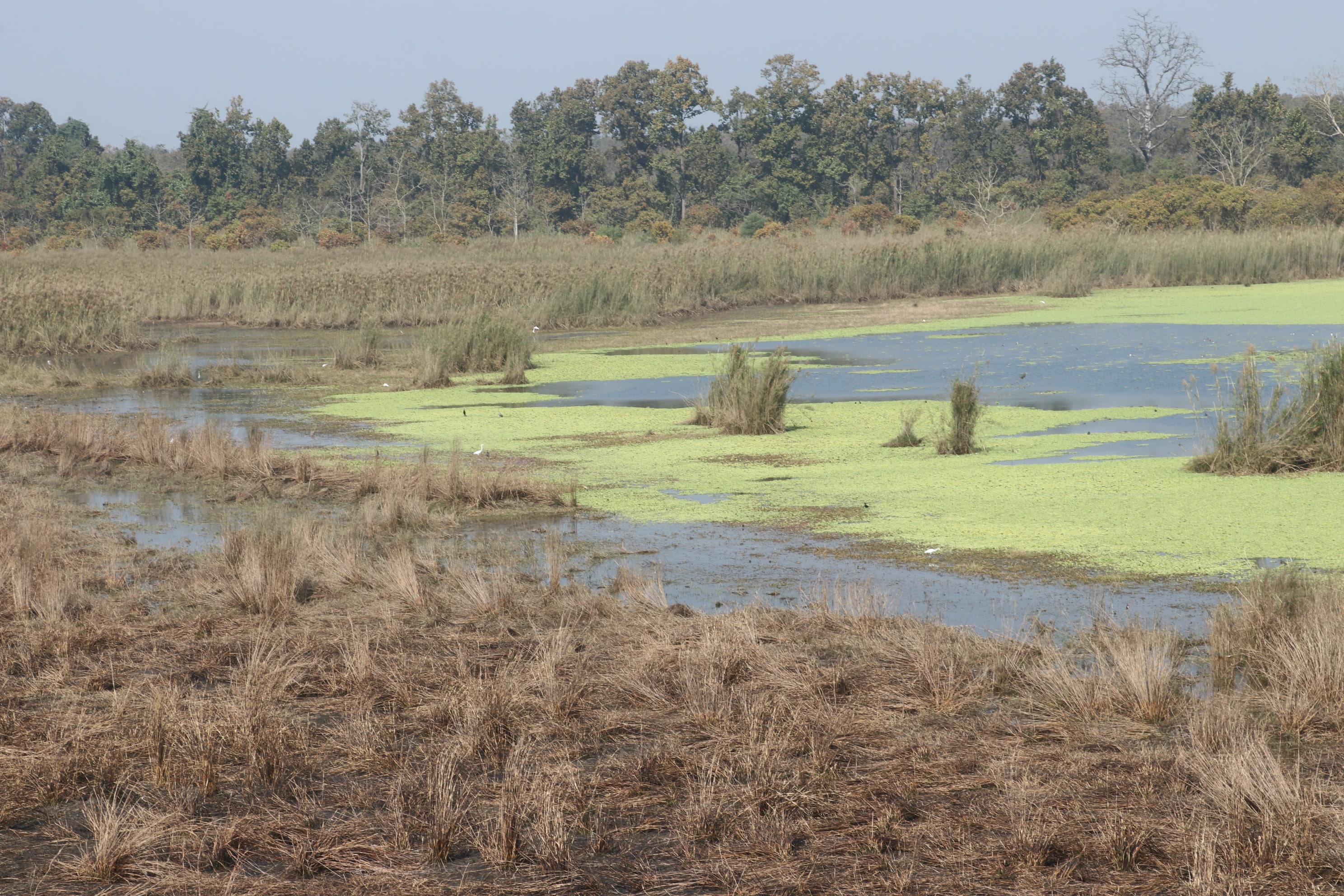 Pilibhit Tiger Reserve Wildlife Sanctuary Photo 11