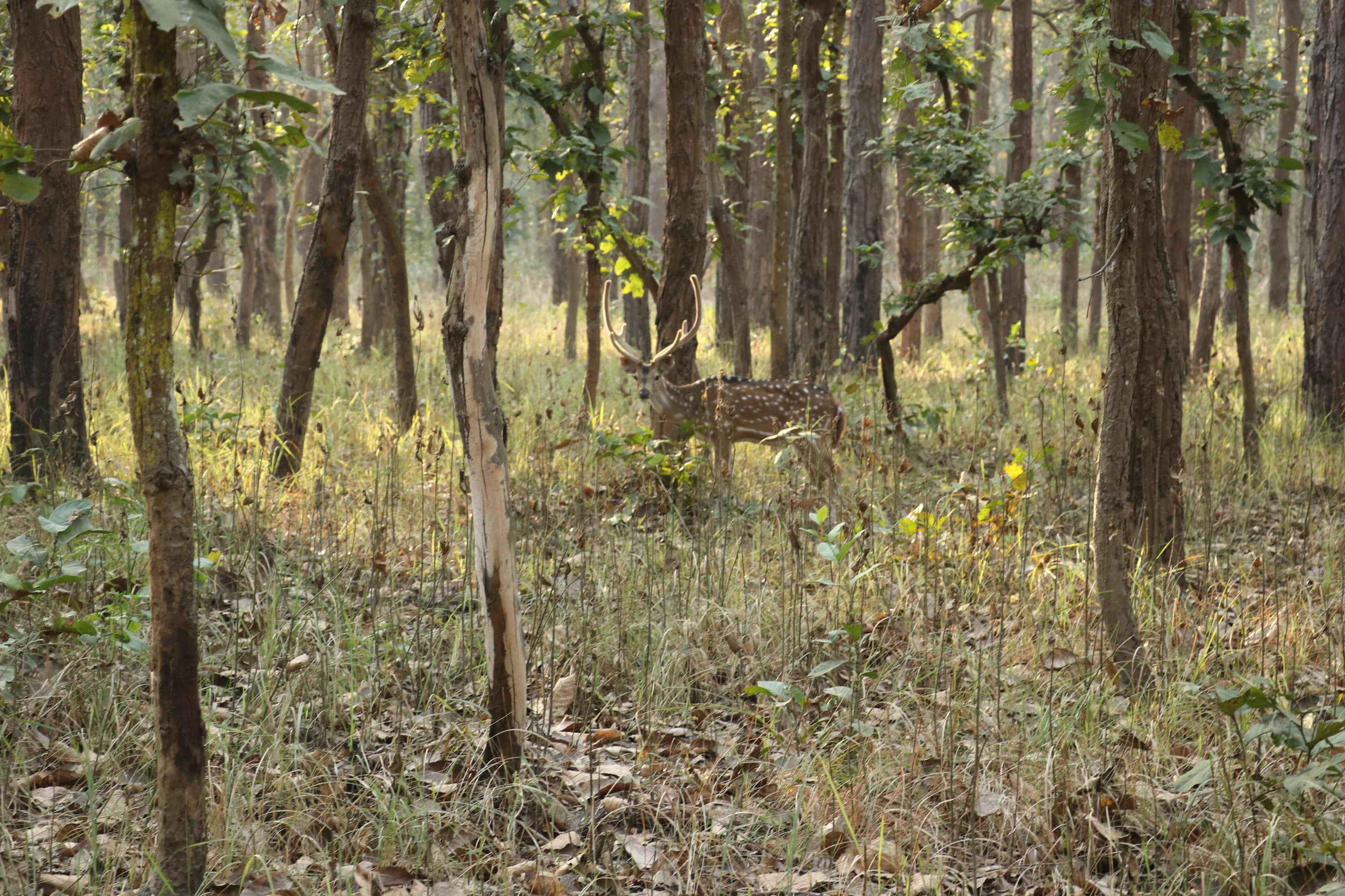 Pilibhit Tiger Reserve Wildlife Sanctuary Photo 16